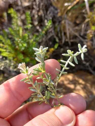 Scruffy Capesaffron (Gnidia nodiflora)