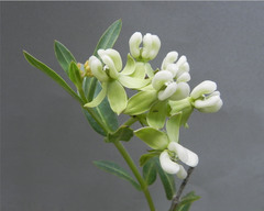 Asclepias connivens