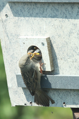 Passer domesticus