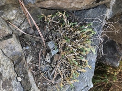 Cerastium velutinum