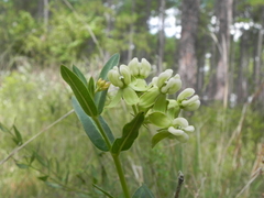 Asclepias connivens