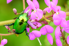 Calomacraspis splendens
