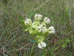 Asclepias connivens