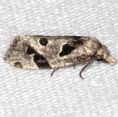 Aethes rana