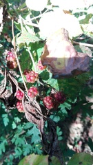 Rubus ulmifolius