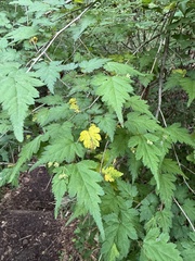 Neillia incisa, photograph Rajan Rao, CC BY, iNaturalist via GBIF