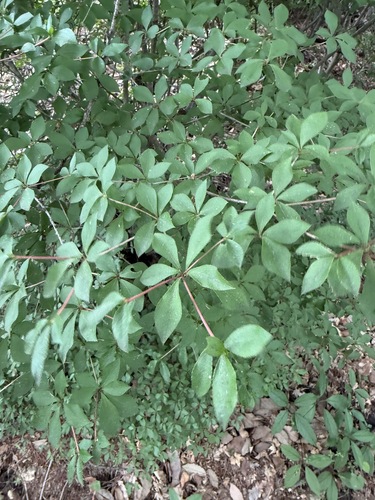 Enkianthus perulatus, photograph 3