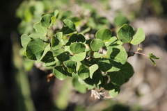 Bauhinia ramosissima