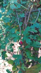Crataegus monogyna