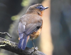 Cossyphicula roberti