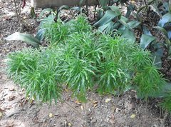 Melicope denhamii