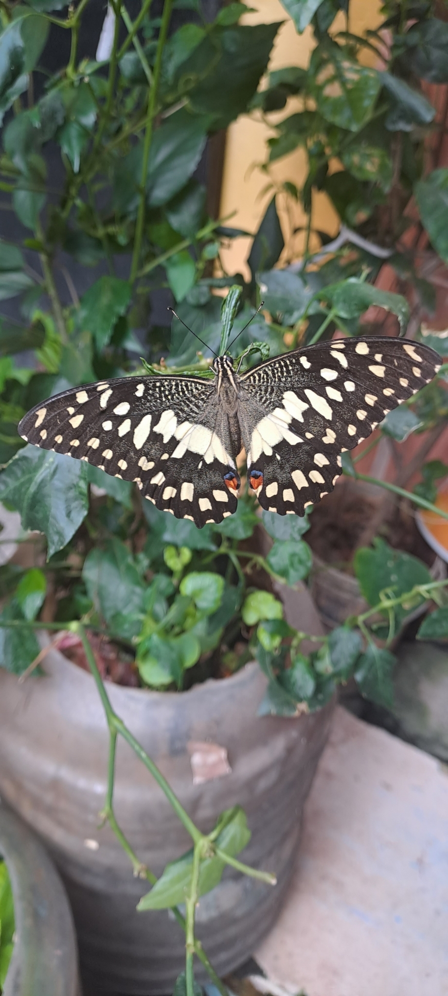Lime Swallowtail