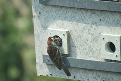 Passer domesticus