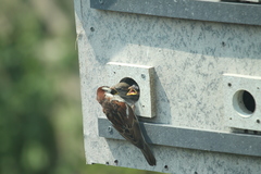 Passer domesticus