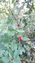 Rosa canina