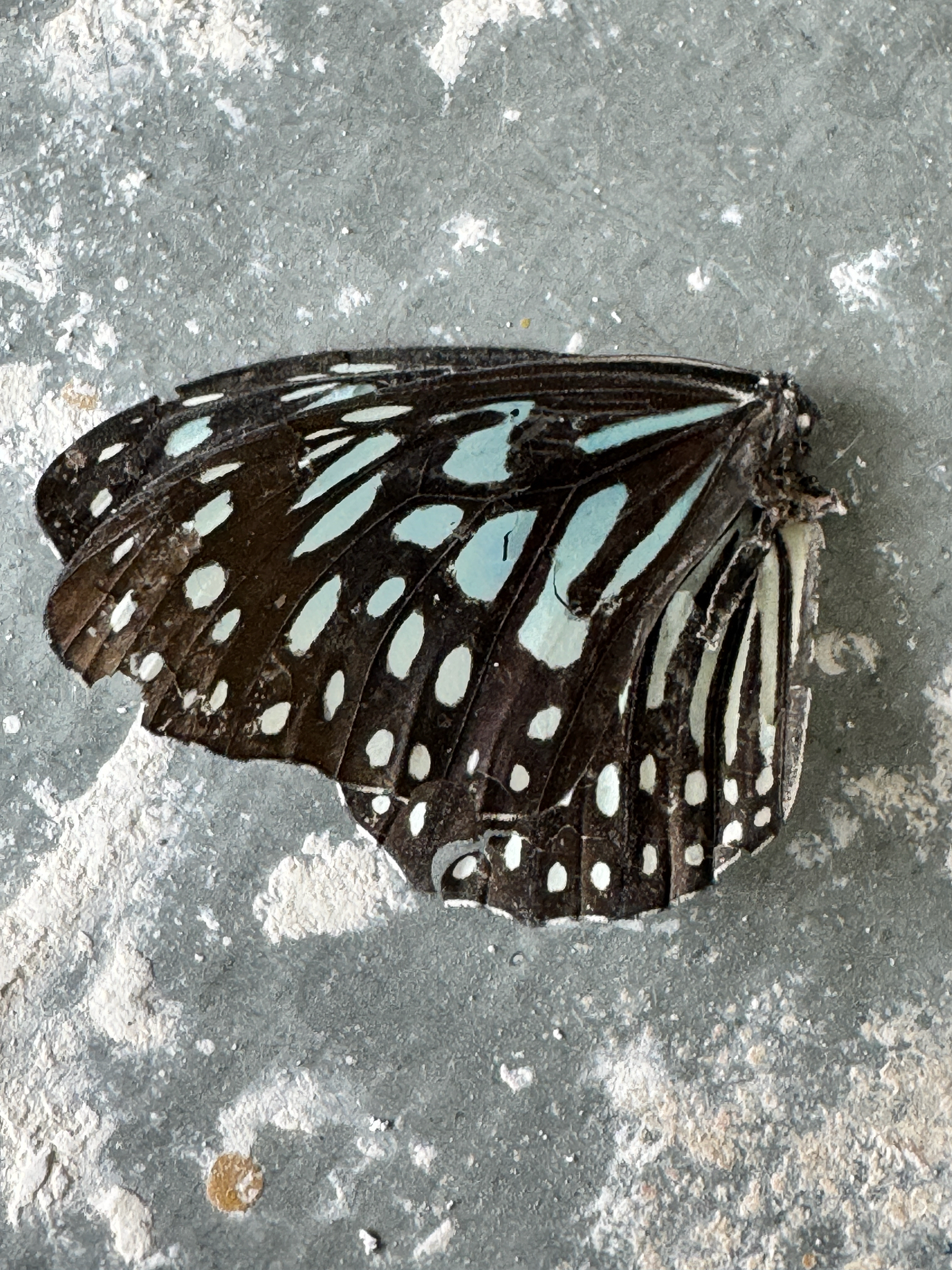 Dark Blue Tiger