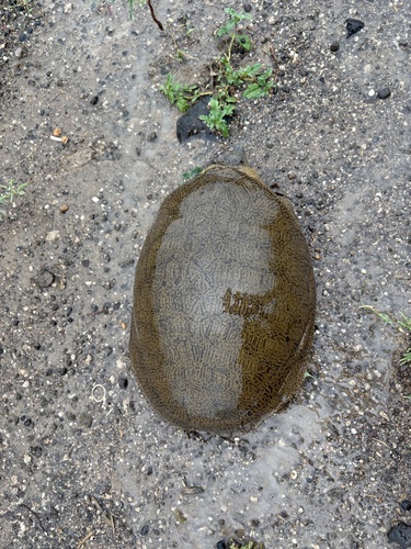 Indian Flapshell Turtle