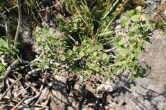 Bauhinia ramosissima