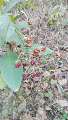 Rubus ulmifolius