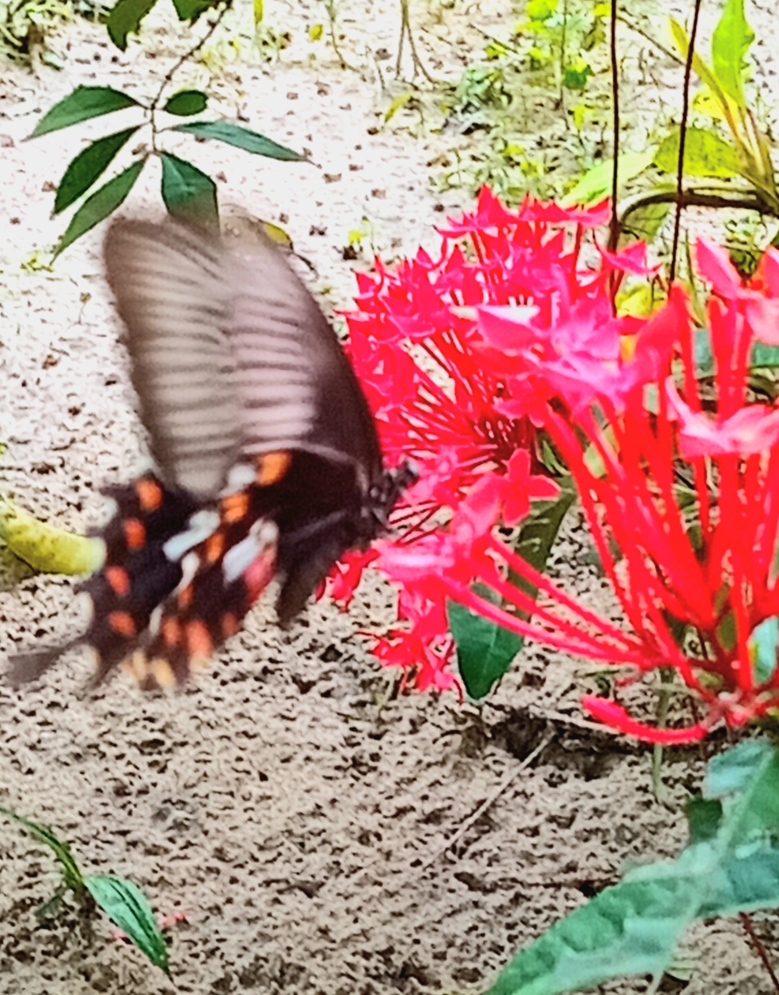 Common Mormon