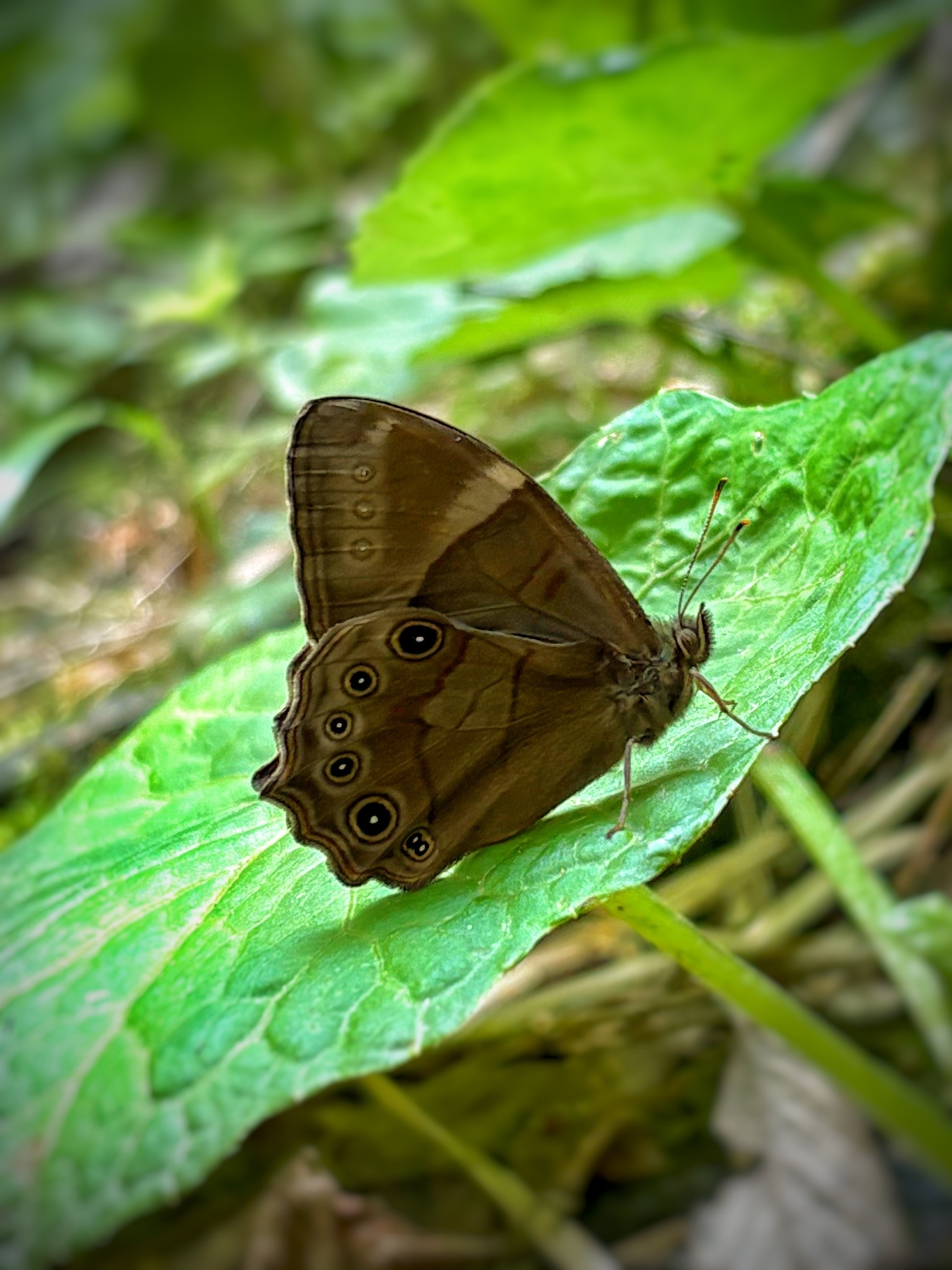Common Forester