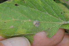 Celticecis pubescens