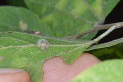 Celticecis pubescens