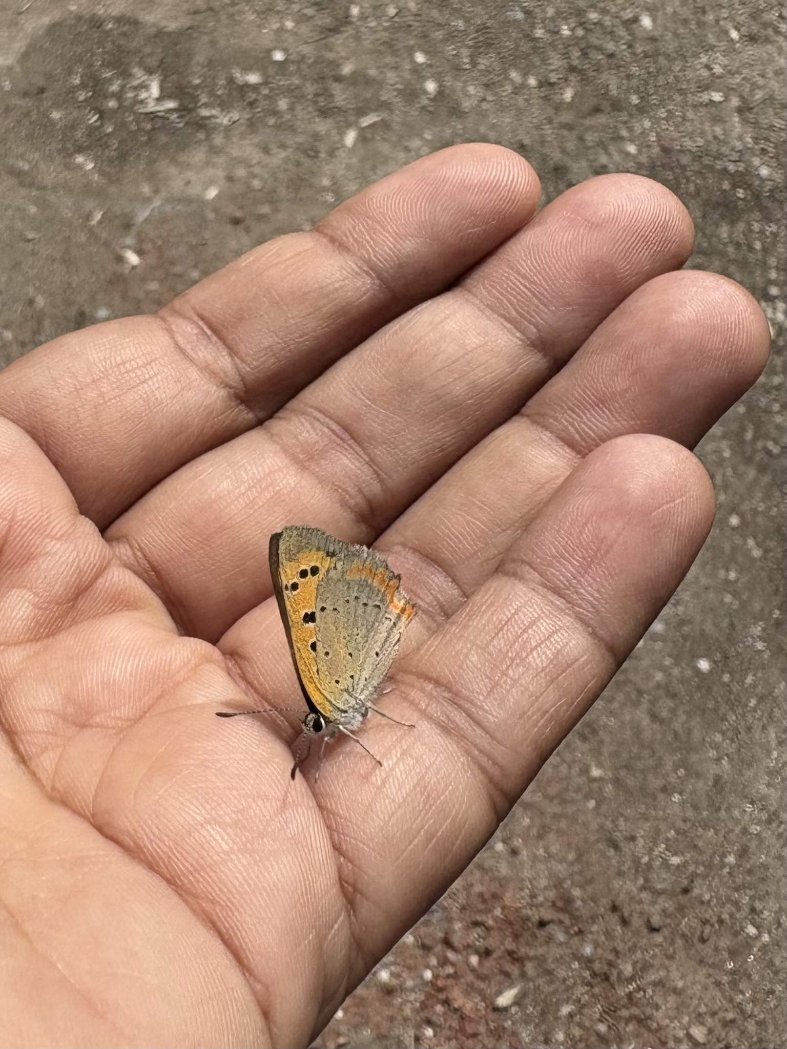 Common Copper