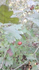 Crataegus monogyna