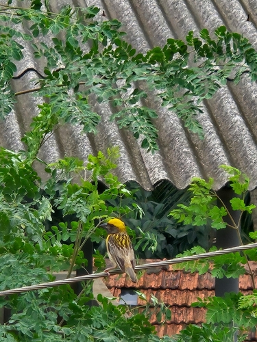 Baya Weaver (Ploceus philippinus), photo 4