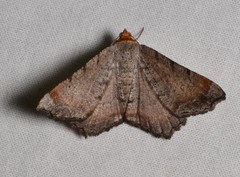 Macaria transitaria