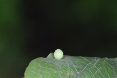 Celticecis globosa