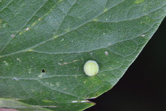Celticecis globosa