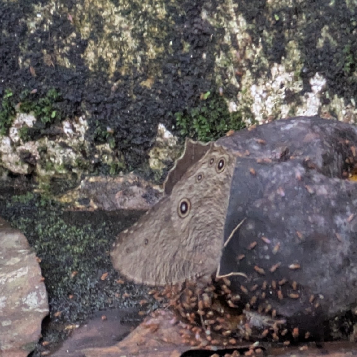 Common Evening Brown