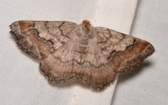 Macaria distribuaria