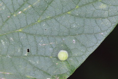 Celticecis globosa