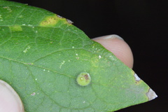 Celticecis globosa