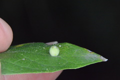Celticecis globosa