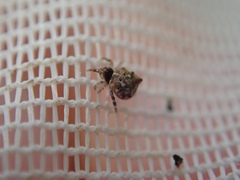 Phoroncidia quadrata