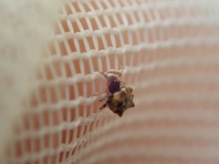 Phoroncidia quadrata