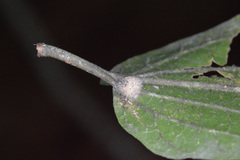 Celticecis pubescens