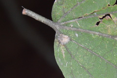 Celticecis pubescens