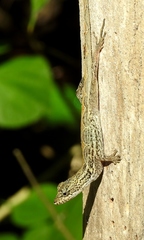 Anolis lemurinus