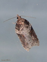 Acleris celiana