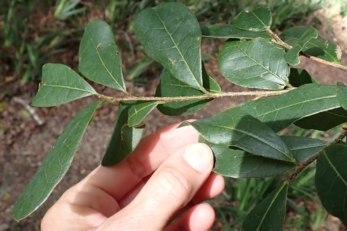 Lachnostylis hirta, photograph 4