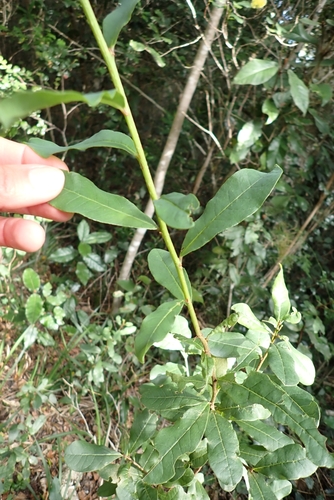 Lachnostylis hirta, photograph 6