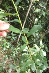 Lachnostylis hirta, photograph (c) Karen Eichholz, some rights reserved (CC BY)
