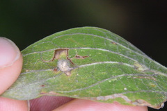 Celticecis pubescens