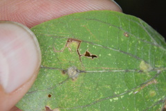 Celticecis pubescens