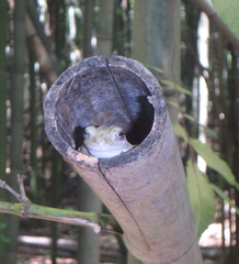 Hyla chrysoscelis